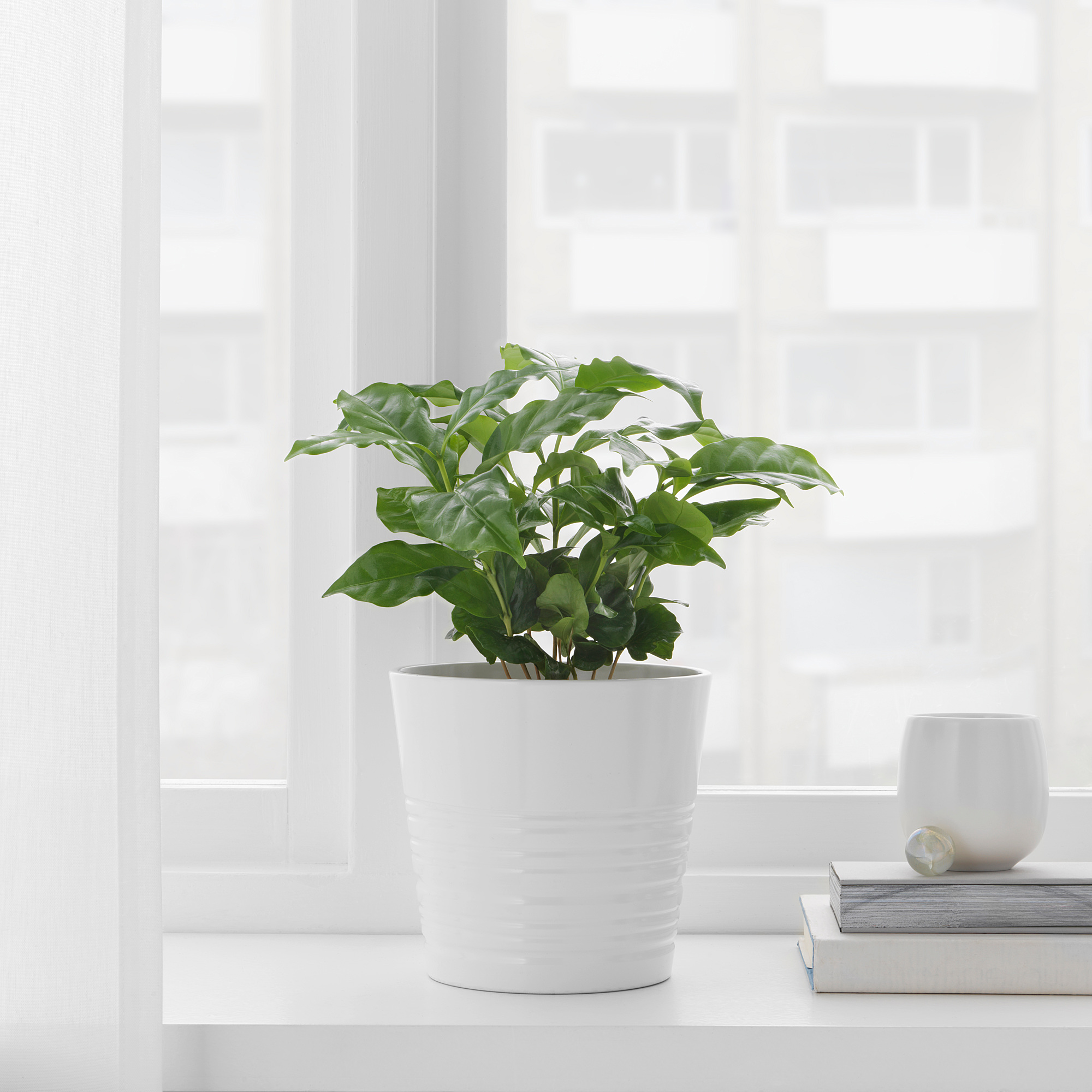 комнатное растение coffea arabica. кофе арабика растение. арабика в горшке. кофе арабика растение. кофе арабика d12 h30.