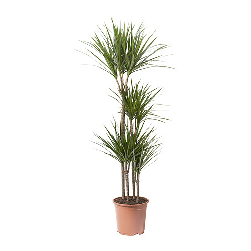 DRACAENA MARGINATA растение в горшке