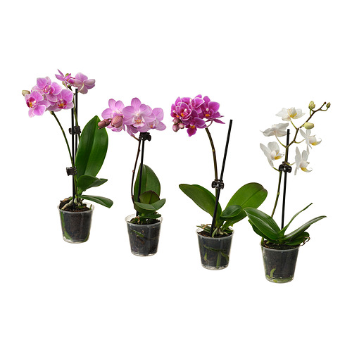 PHALAENOPSIS potted plant