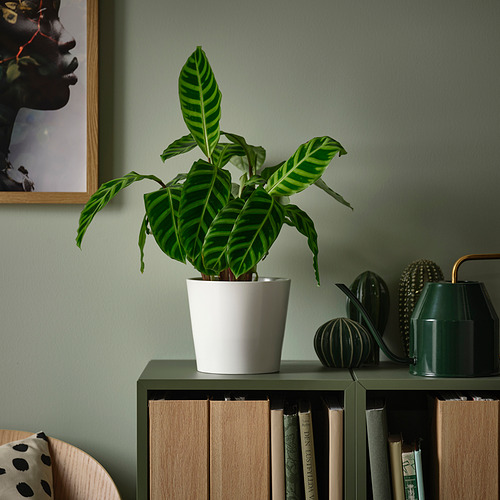 BLADVERK potted plant
