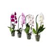 PHALAENOPSIS