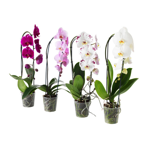 PHALAENOPSIS vazoninis augalas