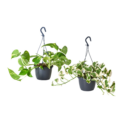 EPIPREMNUM ампельное растение