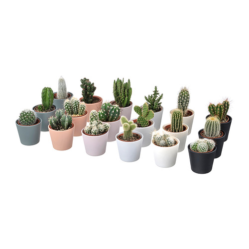 CACTACEAE potted plant with pot