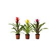GUZMANIA