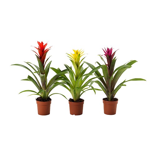 GUZMANIA vazoninis augalas