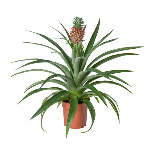 ANANAS растение в горшке