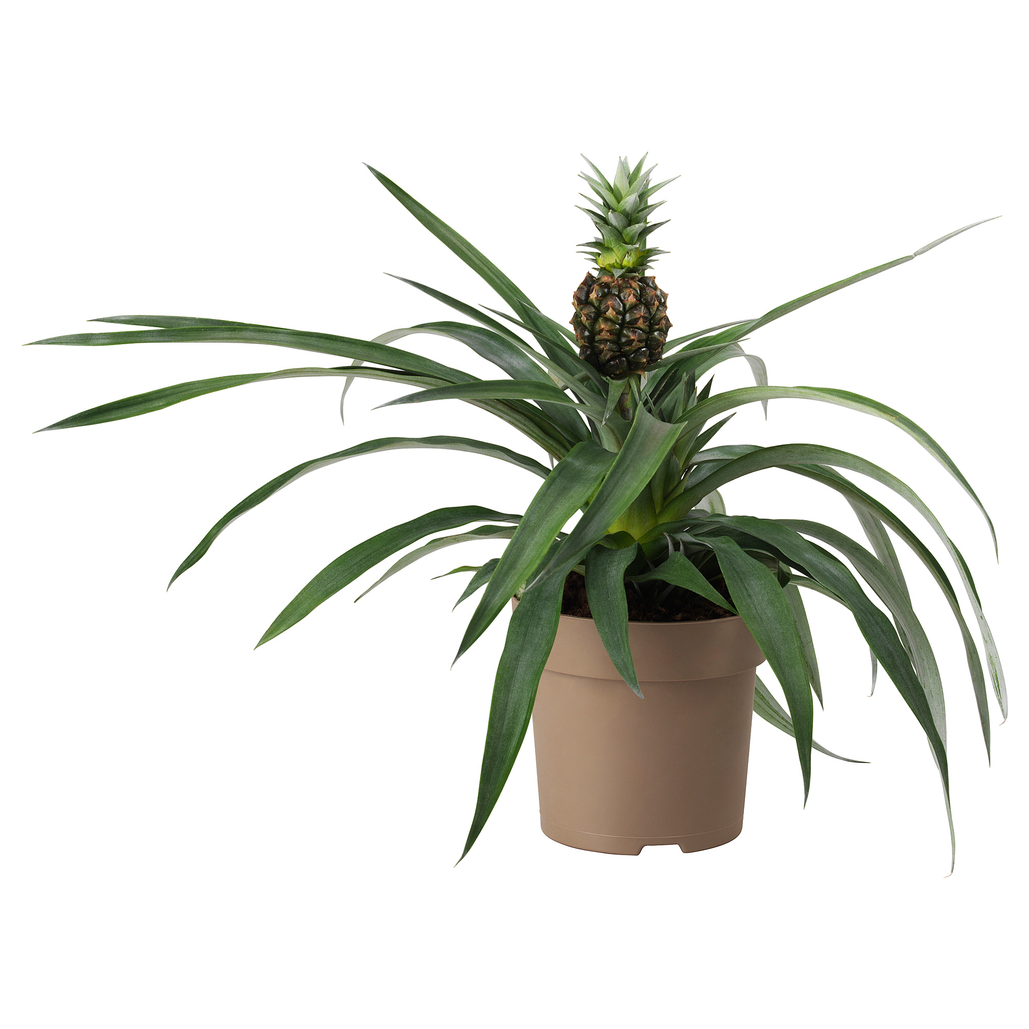 ANANAS potted plant Pineapple 15 cm IKEA Latvija