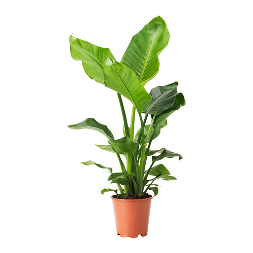 STRELITZIA растение в горшке