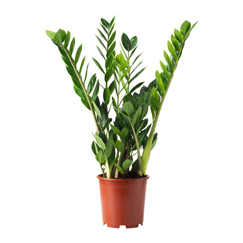 ZAMIOCULCAS растение в горшке