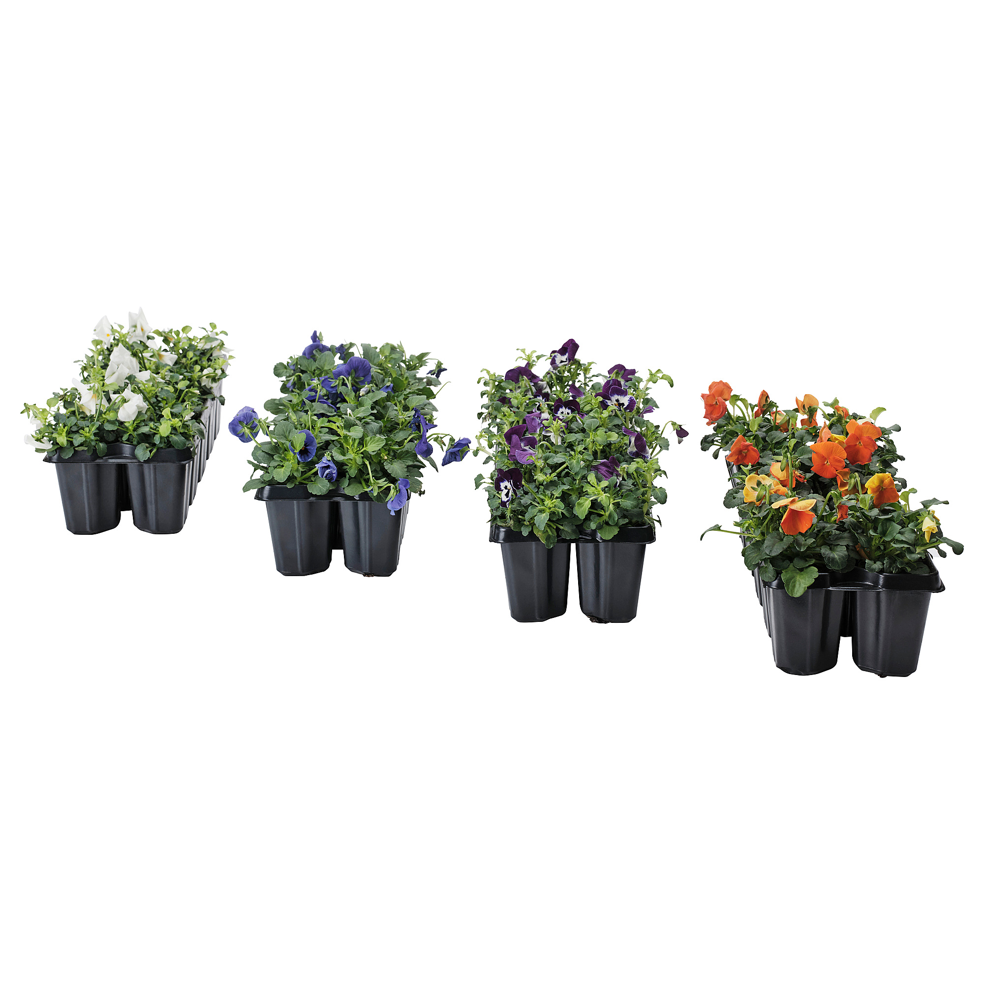 viola VIOLA CORNUTA potted plant Pansy assorted colours | IKEA Lietuva