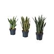 SANSEVIERIA potted plant