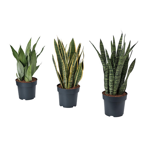 SANSEVIERIA растение в горшке