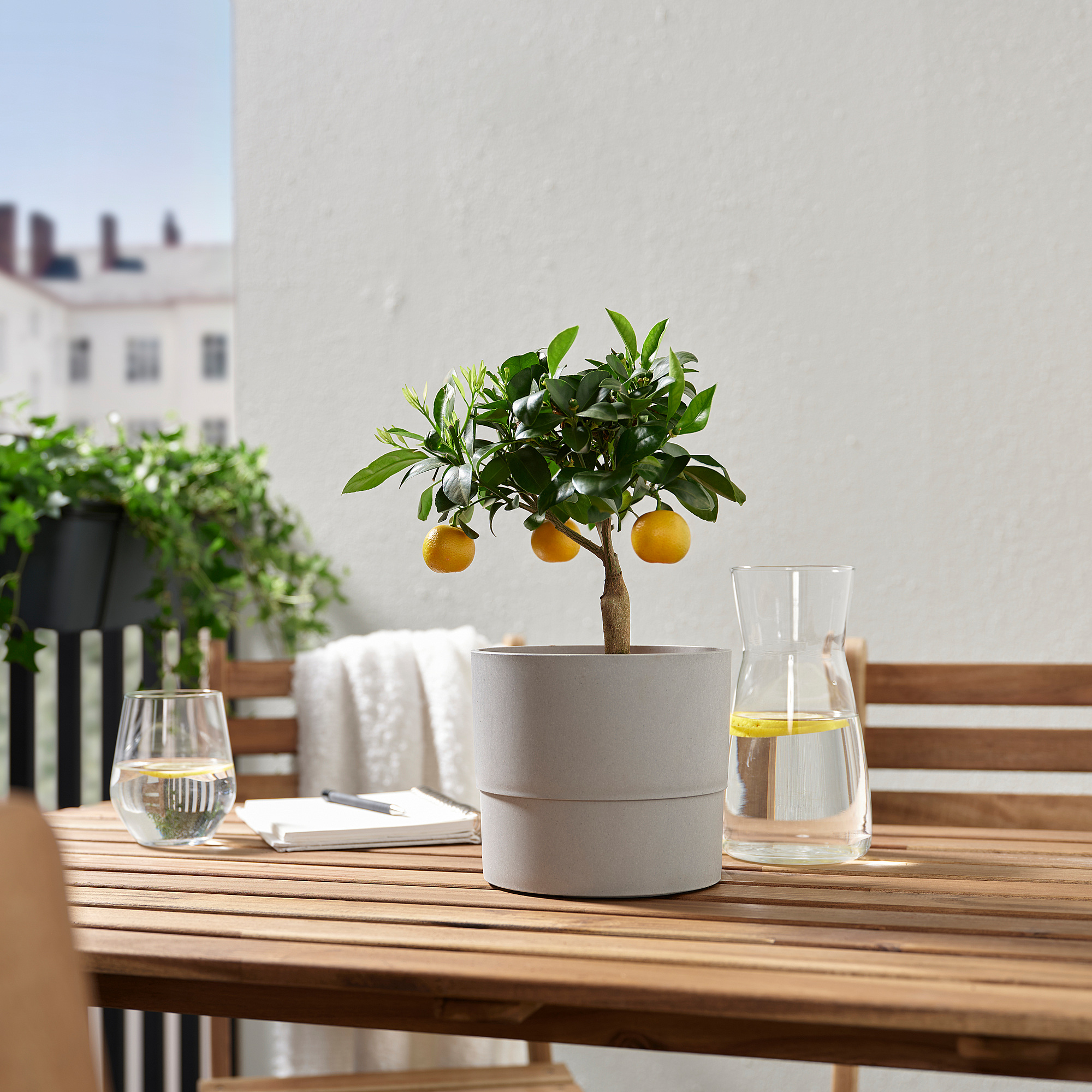 CITRUS potted plant Calamondin 15 cm IKEA Latvija