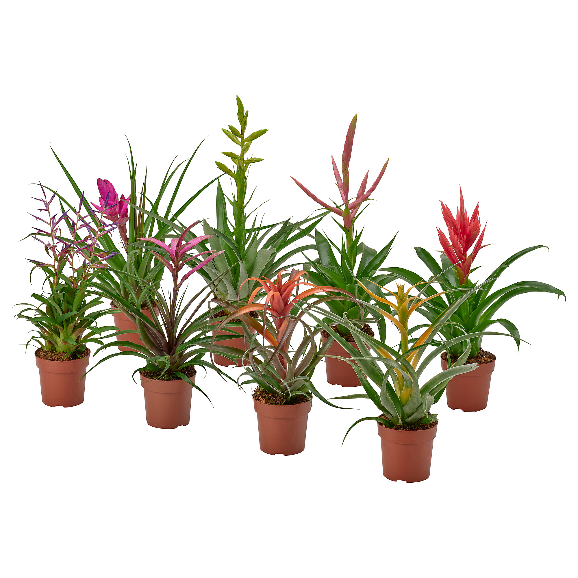 Tillandsia ‘Mother's Day' T'S TROPICALS TILLANDSIA potted plant Tillandsia assorted | IKEA Lietuva