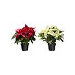 POINSETTIA potted plant