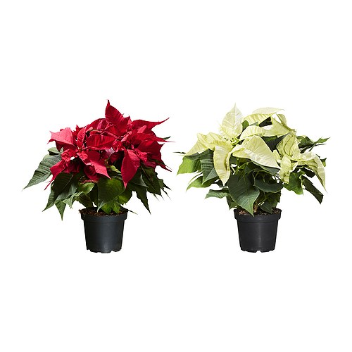 POINSETTIA растение в горшке