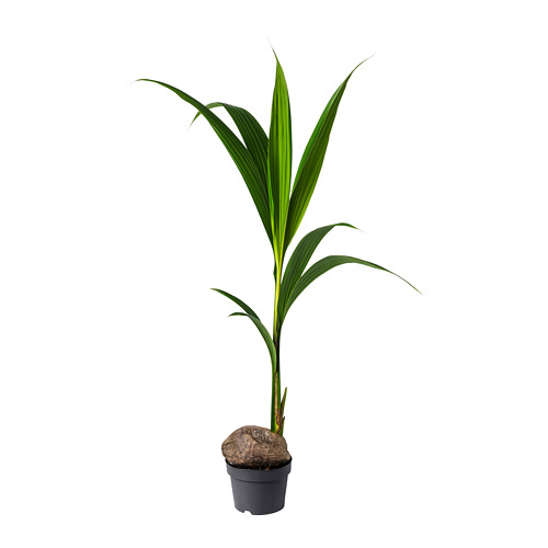 COCOS NUCIFERA potted plant