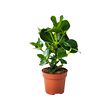 CLUSIA potted plant