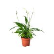 SPATHIPHYLLUM potted plant