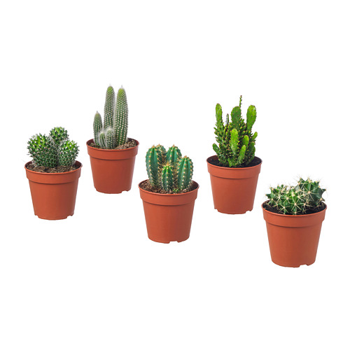 CACTACEAE vazoninis augalas