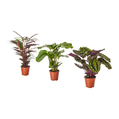 CALATHEA растение в горшке