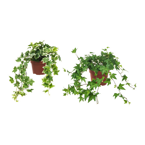 HEDERA HELIX vazoninis augalas