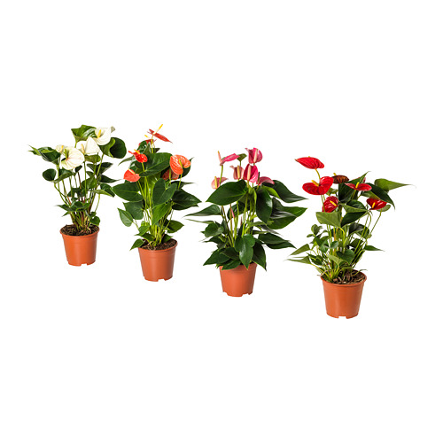 ANTHURIUM растение в горшке