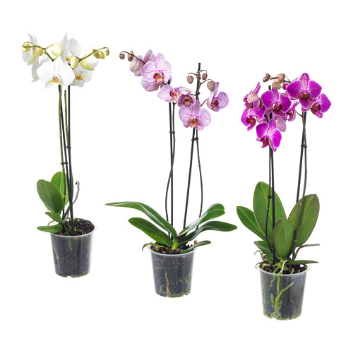 PHALAENOPSIS vazoninis augalas