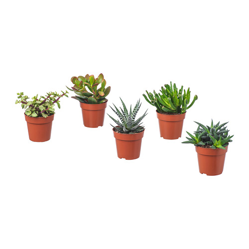 SUCCULENT растение в горшке