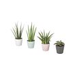 SANSEVIERIA