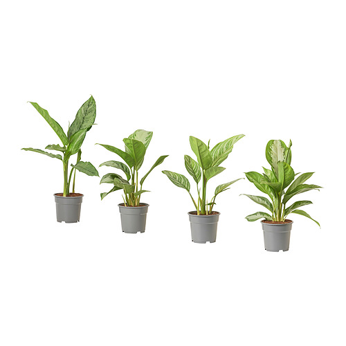 AGLAONEMA potted plant