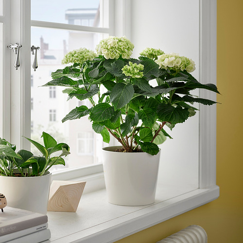 HYDRANGEA, растение в горшке