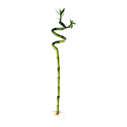 DRACAENA augalas