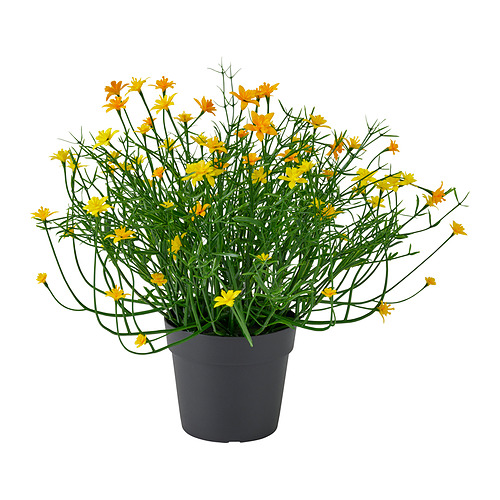 FEJKA, kunsttaim potis