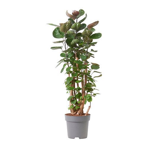 POLYSCIAS растение в горшке