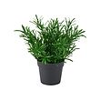 FEJKA artificial potted plant