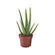 ALOE VERA potted plant
