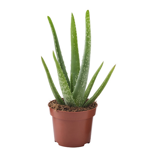 ALOE VERA растение в горшке
