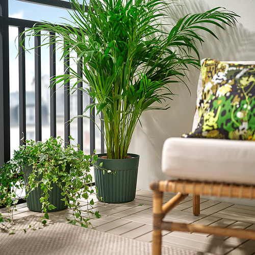 FRÄKENVÄXT, кашпо