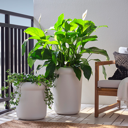 MÅBÄRSBUSKE, vazonas