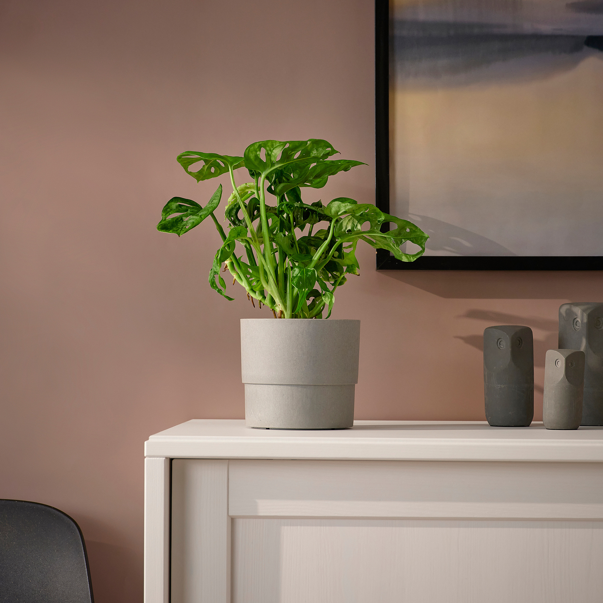 MONSTERA ADANSONII potted plant adanson's monstera 12 cm IKEA Eesti