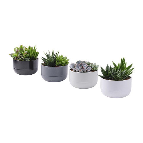 SUCCULENT растение в горшке