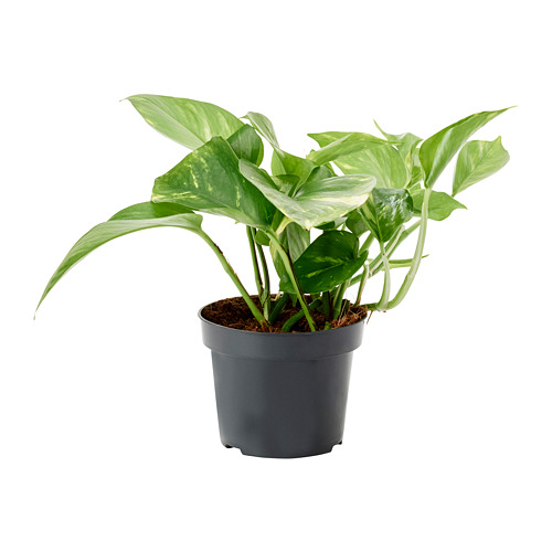 EPIPREMNUM растение в горшке