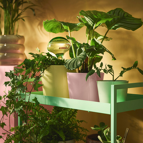 SOJABÖNA, puķupods