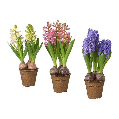 HYACINTHUS, vazoninis augalas