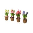 HYACINTHUS potted plant, 3 bulbs