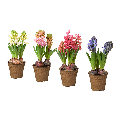 HYACINTHUS, potted plant, 3 bulbs