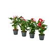 ANTHURIUM