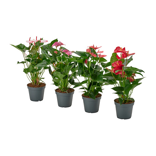 ANTHURIUM potted plant